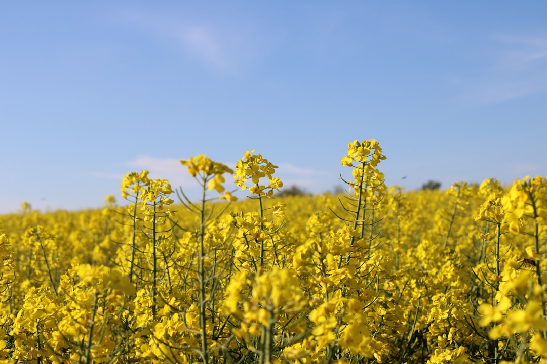 Bio ethanol: alles wat je moet weten over deze brandstof voor sfeerhaarden